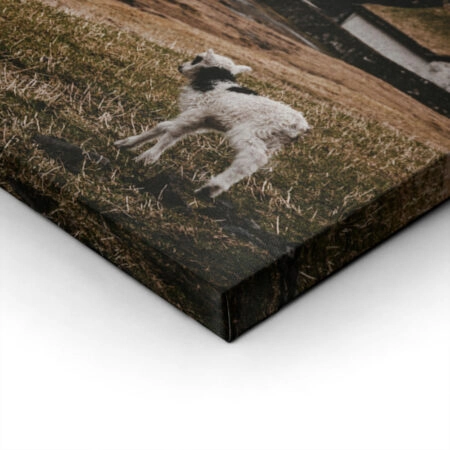 Πίνακας σε Καμβά RUSTIC FARMHOUSE CALF - Sticky 1