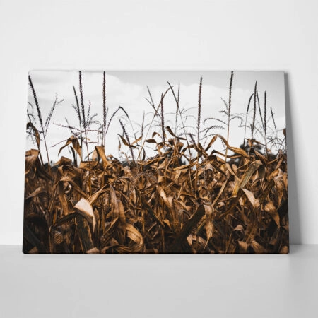 Πίνακας σε Καμβά RUSTIC FARMHOUSE CORN FIELD