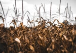 Πίνακας σε Καμβά RUSTIC FARMHOUSE CORN FIELD
