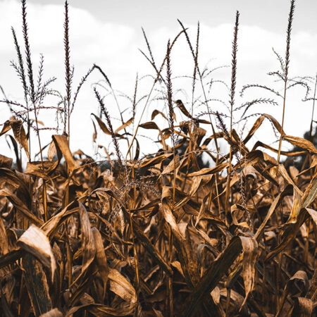 Πίνακας σε Καμβά RUSTIC FARMHOUSE CORN FIELD -  Sticky 5