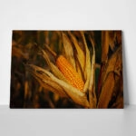 Πίνακας σε Καμβά RUSTIC FARMHOUSE CORN