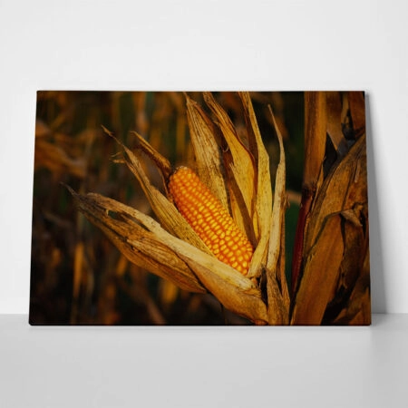 Πίνακας σε Καμβά RUSTIC FARMHOUSE CORN