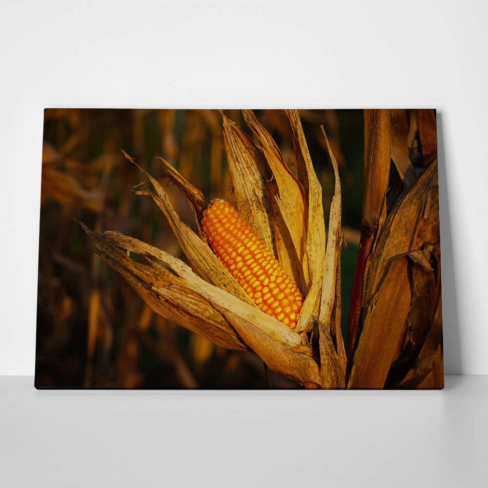 Πίνακας σε Καμβά RUSTIC FARMHOUSE CORN