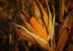 Πίνακας σε Καμβά RUSTIC FARMHOUSE CORN