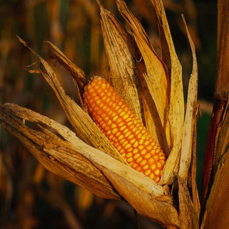 Πίνακας σε Καμβά RUSTIC FARMHOUSE CORN -  Sticky 5