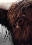 Πίνακας σε Καμβά RUSTIC FARMHOUSE COW 10