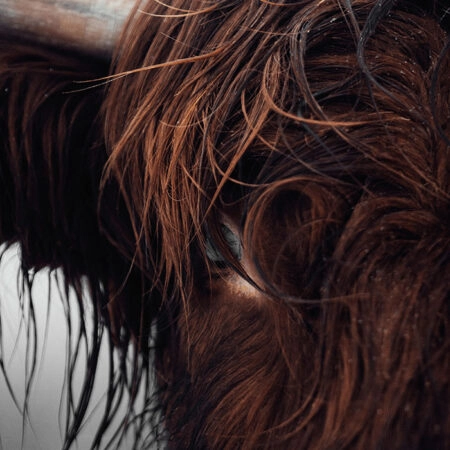 Πίνακας σε Καμβά RUSTIC FARMHOUSE COW 10 -  Sticky 5