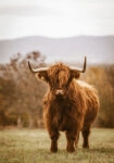 Πίνακας σε Καμβά RUSTIC FARMHOUSE COW 11