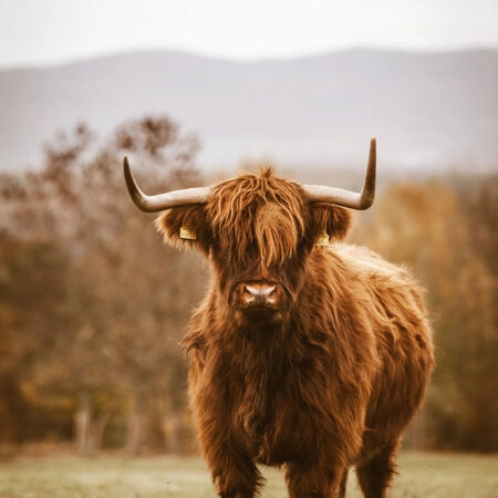 Πίνακας σε Καμβά RUSTIC FARMHOUSE COW 11 -  Sticky 5