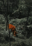 Πίνακας σε Καμβά RUSTIC FARMHOUSE COW 12