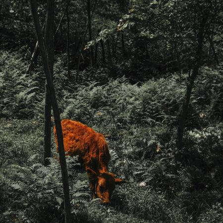 Πίνακας σε Καμβά RUSTIC FARMHOUSE COW 12 -  Sticky 5