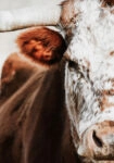 Πίνακας σε Καμβά RUSTIC FARMHOUSE COW 13