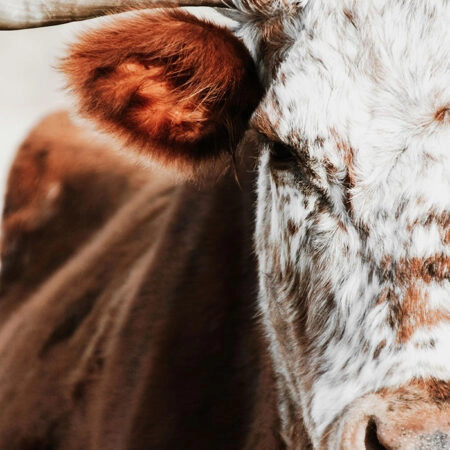 Πίνακας σε Καμβά RUSTIC FARMHOUSE COW 13 -  Sticky 5