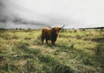 Πίνακας σε Καμβά RUSTIC FARMHOUSE COW 14