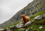 Πίνακας σε Καμβά RUSTIC FARMHOUSE COW 15