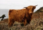 Πίνακας σε Καμβά RUSTIC FARMHOUSE COW 16