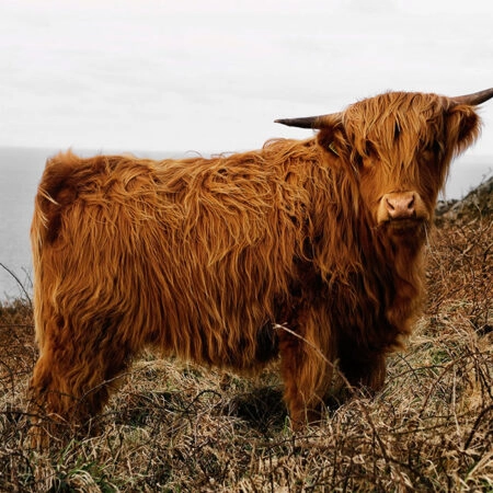 Πίνακας σε Καμβά RUSTIC FARMHOUSE COW 16 -  Sticky 5