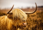 Πίνακας σε Καμβά RUSTIC FARMHOUSE COW 17