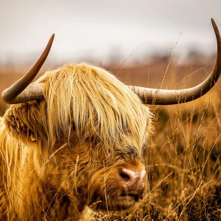 Πίνακας σε Καμβά RUSTIC FARMHOUSE COW 17 -  Sticky 5