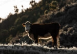 Πίνακας σε Καμβά RUSTIC FARMHOUSE COW 18