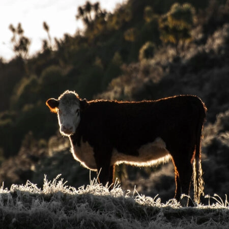 Πίνακας σε Καμβά RUSTIC FARMHOUSE COW 18 -  Sticky 5