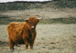 Πίνακας σε Καμβά RUSTIC FARMHOUSE COW 19
