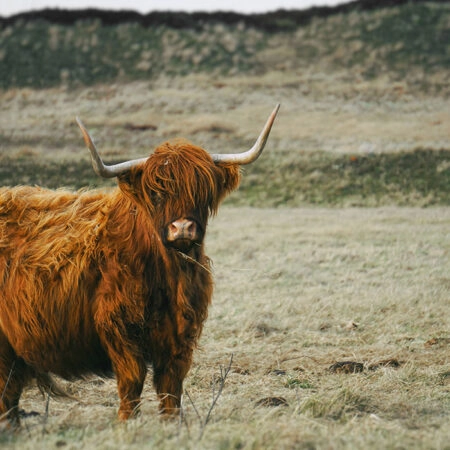 Πίνακας σε Καμβά RUSTIC FARMHOUSE COW 19 -  Sticky 5