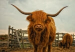 Πίνακας σε Καμβά RUSTIC FARMHOUSE COW 20