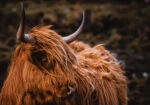 Πίνακας σε Καμβά RUSTIC FARMHOUSE COW 21