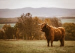 Πίνακας σε Καμβά RUSTIC FARMHOUSE COW 22