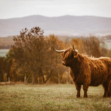 Πίνακας σε Καμβά RUSTIC FARMHOUSE COW 22 -  Sticky 5