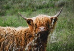 Πίνακας σε Καμβά RUSTIC FARMHOUSE COW 23