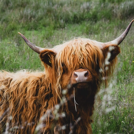 Πίνακας σε Καμβά RUSTIC FARMHOUSE COW 23 -  Sticky 5