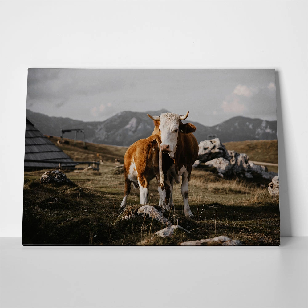 Πίνακας σε Καμβά RUSTIC FARMHOUSE COW 24
