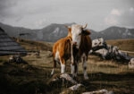Πίνακας σε Καμβά RUSTIC FARMHOUSE COW 24