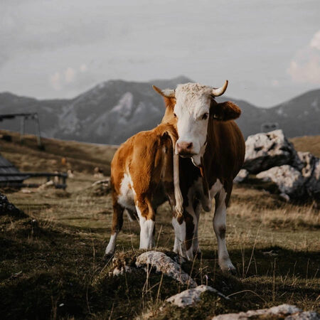 Πίνακας σε Καμβά RUSTIC FARMHOUSE COW 24 -  Sticky 5