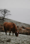 Πίνακας σε Καμβά RUSTIC FARMHOUSE COW 2
