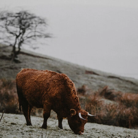 Πίνακας σε Καμβά RUSTIC FARMHOUSE COW 2 -  Sticky 5