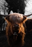 Πίνακας σε Καμβά RUSTIC FARMHOUSE COW 3