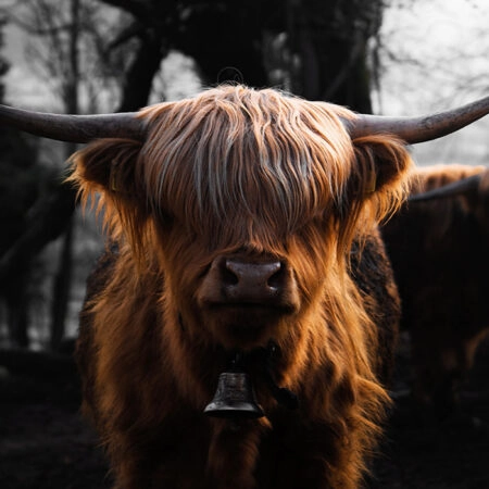 Πίνακας σε Καμβά RUSTIC FARMHOUSE COW 3 -  Sticky 5