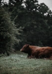 Πίνακας σε Καμβά RUSTIC FARMHOUSE COW 4