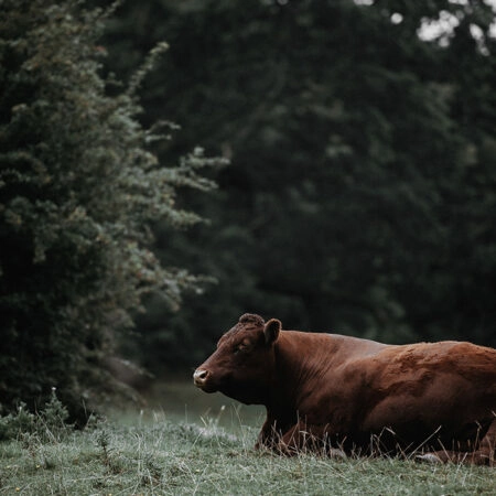 Πίνακας σε Καμβά RUSTIC FARMHOUSE COW 4 -  Sticky 5