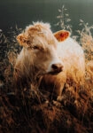 Πίνακας σε Καμβά RUSTIC FARMHOUSE COW 5