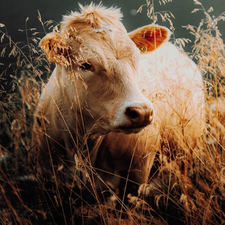 Πίνακας σε Καμβά RUSTIC FARMHOUSE COW 5 -  Sticky 5