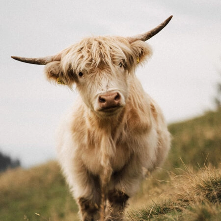 Πίνακας σε Καμβά RUSTIC FARMHOUSE COW 6 -  Sticky 5