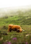 Πίνακας σε Καμβά RUSTIC FARMHOUSE COW 7