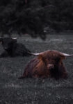 Πίνακας σε Καμβά RUSTIC FARMHOUSE COW 8