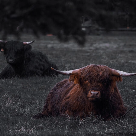 Πίνακας σε Καμβά RUSTIC FARMHOUSE COW 8 -  Sticky 5