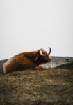 Πίνακας σε Καμβά RUSTIC FARMHOUSE COW 9