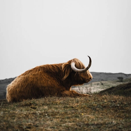 Πίνακας σε Καμβά RUSTIC FARMHOUSE COW 9 -  Sticky 5